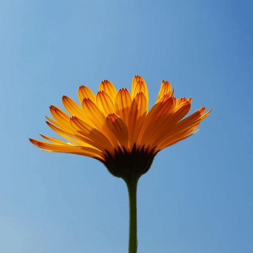 The Benefits of Natural Calendula Infused Oil for Your Skin