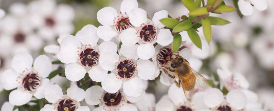 The Amazing Benefits of Manuka Honey for Your Skin